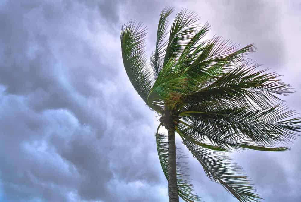 Tree Services image
