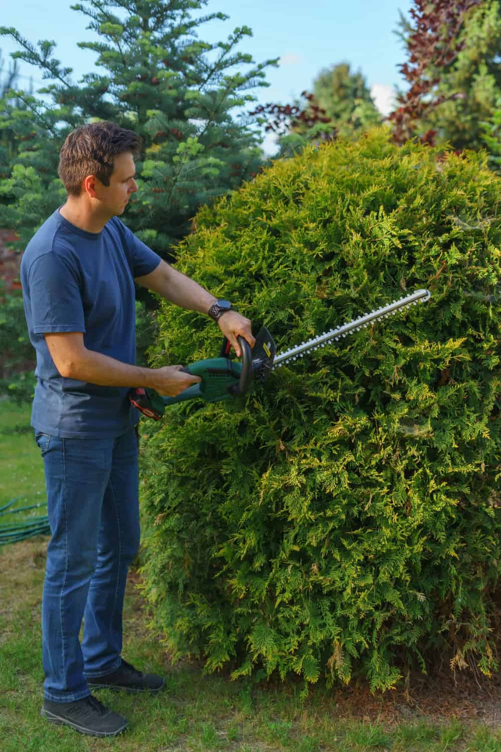 Tree Trimming image