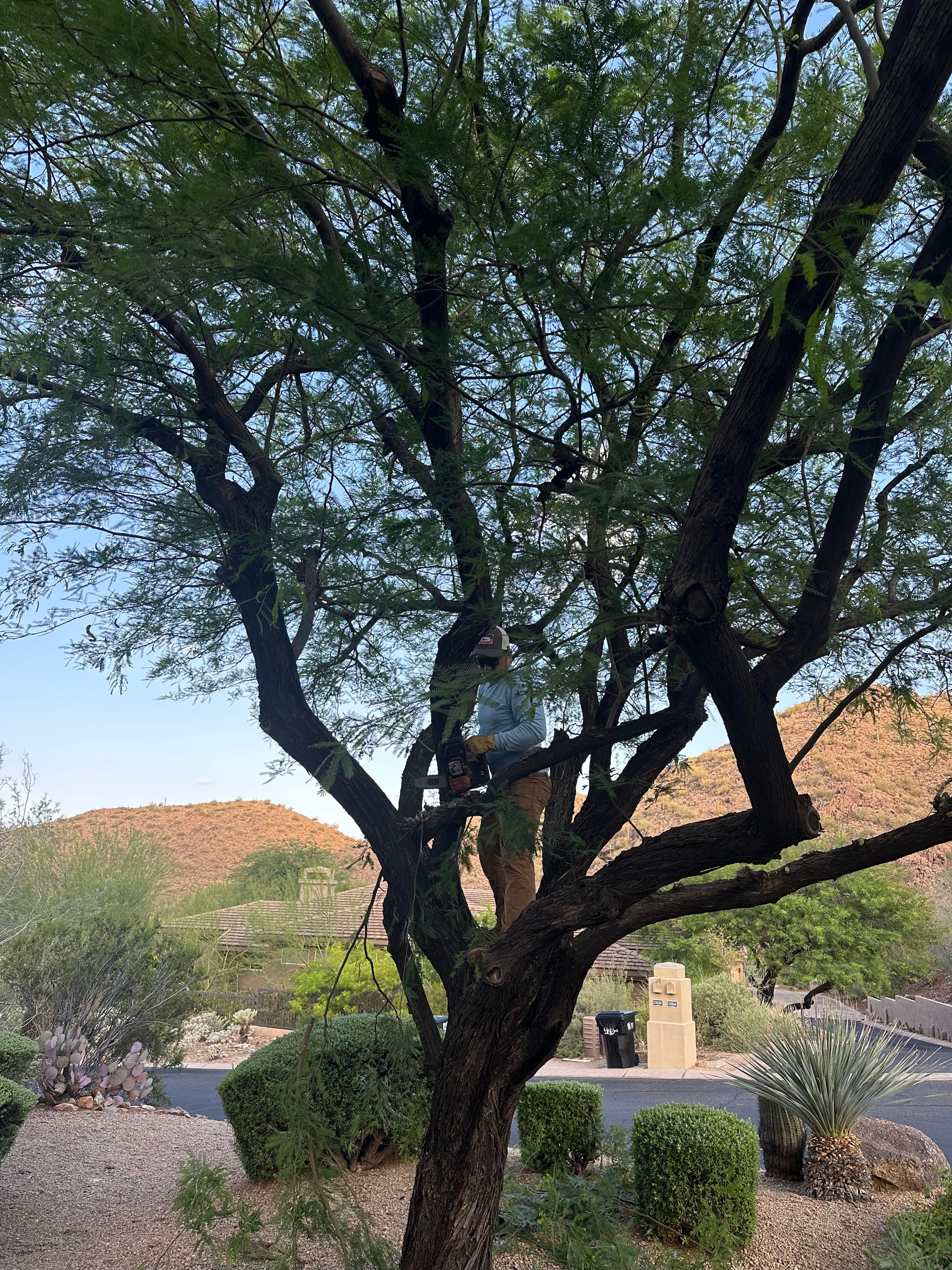 Tree Trimming
